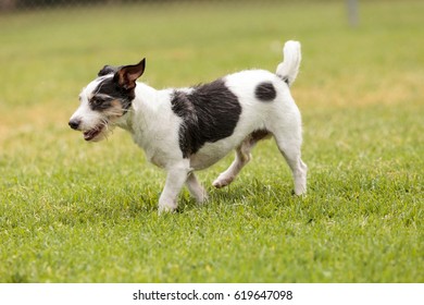 Rat Terrier Jack Russell Mix Images Stock Photos Vectors