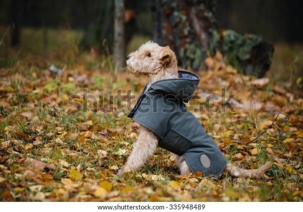 Terrier dog in a\
raincoat in autumn\
forest