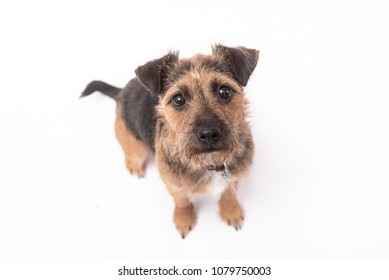 A Terrier Dog Sitting Down And Looking Up Isolated Against A White Background