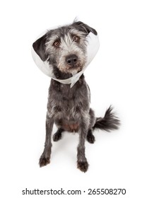 Terrier dog sitting wearing a plastic medical cone around her neck