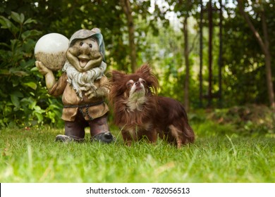 Download Dog Gnome Images Stock Photos Vectors Shutterstock