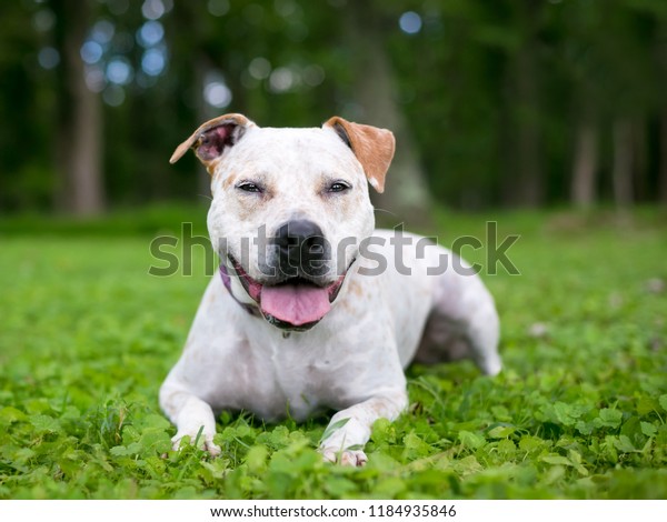 Terrier German Shorthaired Pointer Mixed Breed Stock Photo Edit