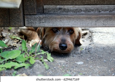 Terrier mix dog peeking under a wood fence with eager expression - Powered by Shutterstock