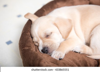 Terrier Mix Puppy Sleeping on Dog Bed