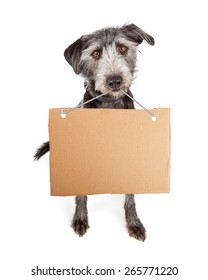Terrier mixed breed with a blank cardboard sign hanging from her mouth