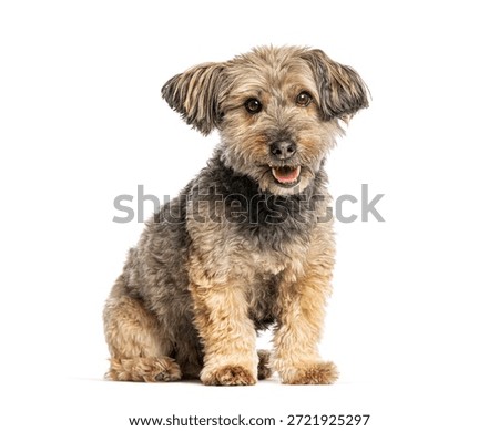 Terrier mongrel looking at camera smiling on white background