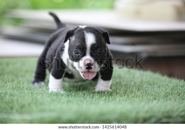 pitbull dog puppy black