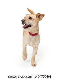 Terrier puppy dog with scruffy light color fur walking forward lifting paw looking to side