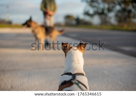 Terrier with raised ears staring at german shepherd in distance