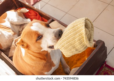 Terrier With Stolen Sock At Home In Autumn, Dog Socks In Mouth