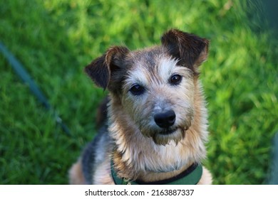Terrier-type mixed breed looking at the camera
