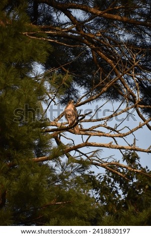 Terrific bird of prey sitting on a tree branch in the summer.