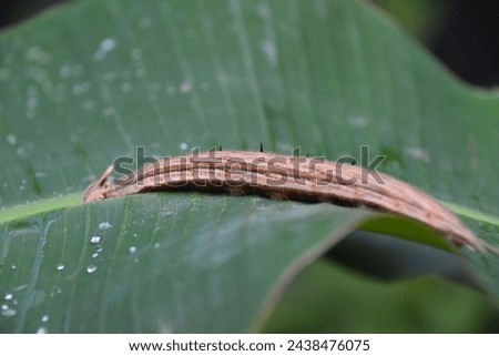 Terrific close up of a crawling brown caterpillar on a green leaf.
