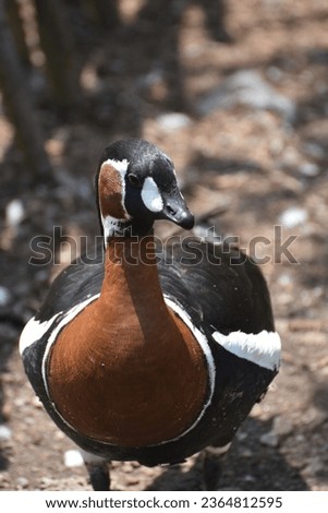 Terrific close up look at a red breasted goose in the wild.