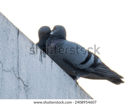 Terrific two gray pigeon is in love. They are kissing on a rooftop in the city of Pune, India