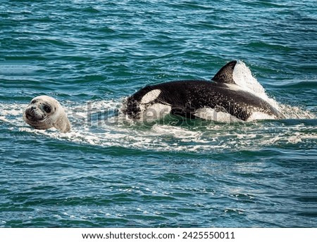The terrified common seal phoca vitulina is desperately escaping from the pursuit of a swift killer whale on the sea surface