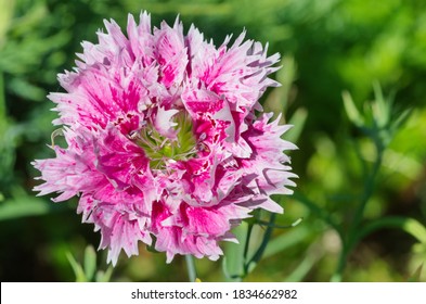 1,377 Chinese dianthus Images, Stock Photos & Vectors | Shutterstock
