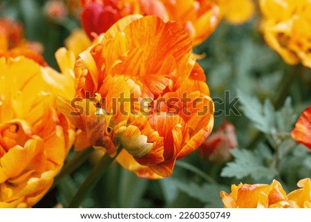 Terry tulips of Sun Lover variety. Bulb orange plants. Growing cultivating ornamental bulbs in spring summer garden. Flower festival in Amsterdam. Double Beauty Of Orange petals on green background.