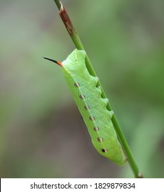 Tersa Sphinx Moth Caterpillar Xylophanes Tersa On Bahia Grass Showing Red And Black  Horn