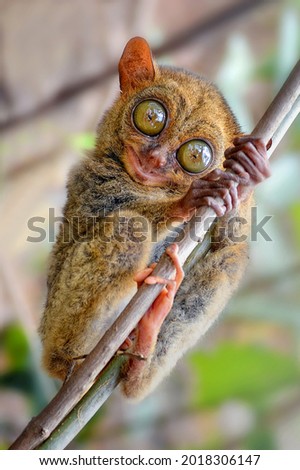 Tertiary tertiary has a uniqueness that can be enjoyed by the human eye by recognizing a small body, having a well rounded and rounded eye, a tertiary eyeball approximately 16 millimeters. Pelilean
