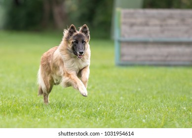 Tervueren -  Dog is running over a green training ground - Belgian Shepherd 