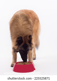 Tervuren dog, eating dog food in bowl, white studio background