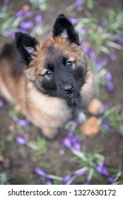 Tervuren puppy in the crocus flower