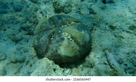 Test (hard Shell) Of Red Heart Urchin Or Cake Urchin, Large Heart Urchin (Meoma Ventricosa) Undersea, Caribbean Sea, Cuba, Playa Cueva De Los Peces