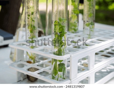 Test tubes with plants obtained using microcloning technology
