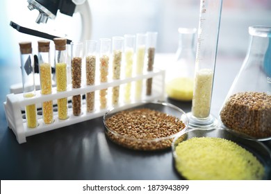 Test tubes with seeds of selection plants. Research Analyzing Agricultural Grains And seeds In The Laboratory