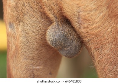 Testicle Dog Has A Strong Back View.