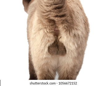 testicle of fold scotish cat - Shutterstock ID 1056672152