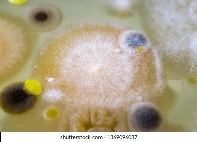 Testing Air Quality. Colonies Of Different Bacteria And Mold Fungi Grown From Indoor Air On Petri Plate