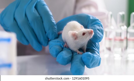 Testing Drugs And Vaccine On Mice. Concept - Laboratory Animals, Testing Drugs, Vaccines. Research On Laboratory Animals