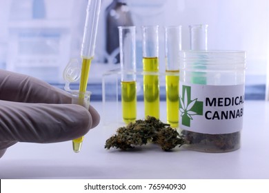 Testing Marijuana Buds For The Extraction Of Medicinal Oil