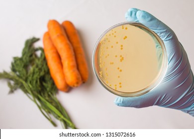 Testing Raw Vegetables For E.coli Escherichia. Food Safety Research Issue Concept. Bacterial Infection Outbreak Control. Hand Holds Petri Dish With Growing Bacteria In Medical Laboratory