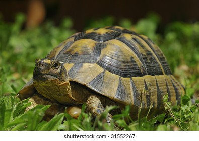 Testudo Graeca