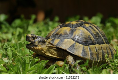 Testudo Graeca