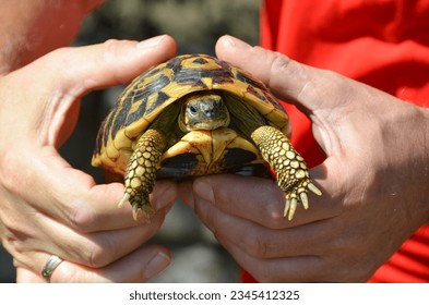 Testudo hermanni or Hermann's turtle, black and gold yellow tortoise in Southern Italy - Shutterstock ID 2345412325