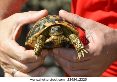 Testudo hermanni or Hermann's turtle, black and gold yellow tortoise in Southern Italy