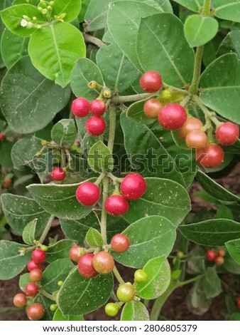 It's a so testy berries in forest