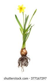 Tete a Tete daffodil plant, roots, bulb, buds flower and leaves isolated against white