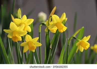 Tete a tete (little narcissus) blooming in the flower bed in early spring.