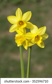 Tete A Tete; Narcissus