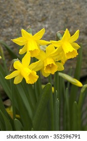 Tete A Tete; Narcissus