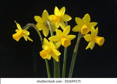 Tete A Tete; Narcissus