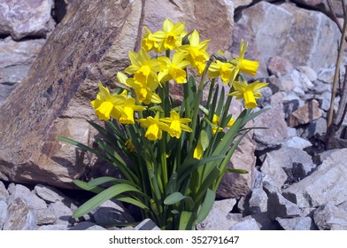 Tete A Tete; Narcissus