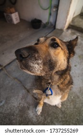 Tethered Brown Dog, The Dog Appears To Be Sniffing At The Camera