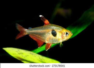 Tetra Fish