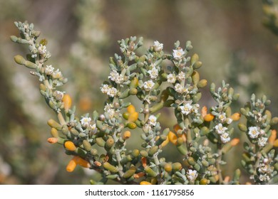 Tetraena alba (synonym Zygophyllum album) is a species of plant in the family Zygophyllaceae which is found in arid regions of Africa and the Arabian Peninsula. It is a salt tolerant plant.